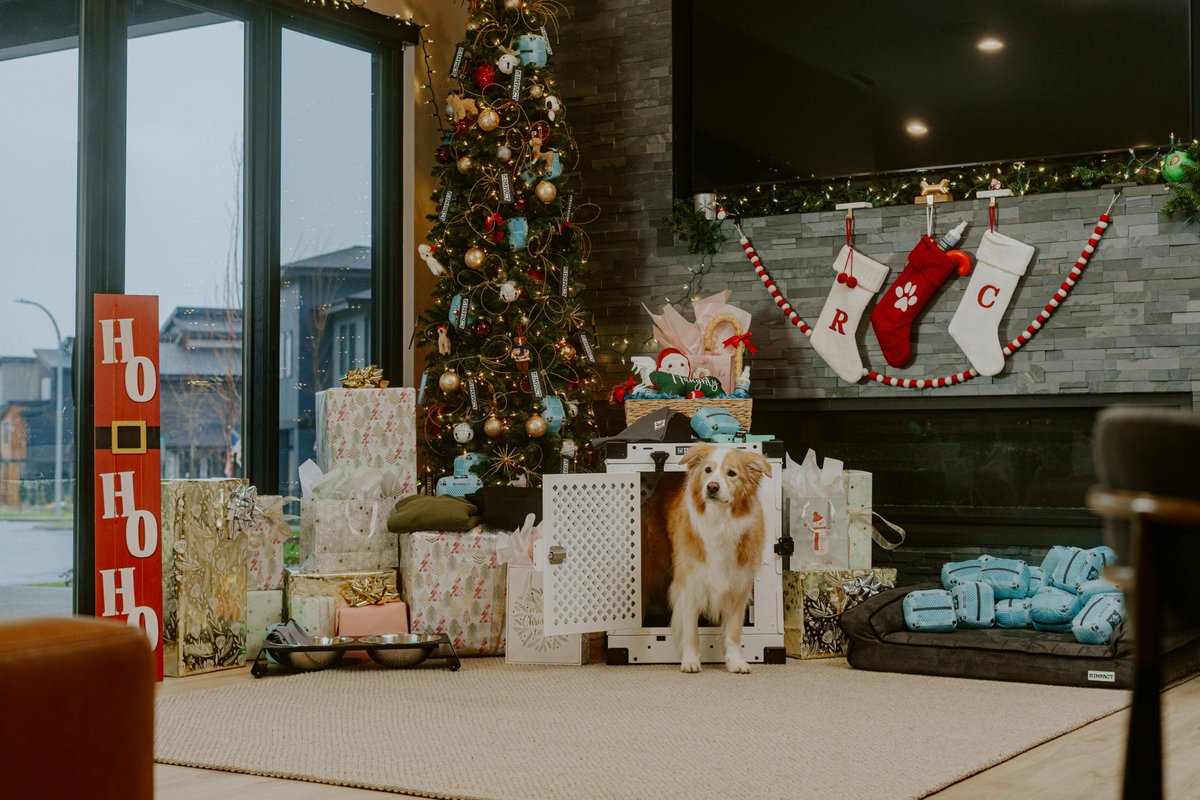 dogpuppysuplies's tweet image. Your trusted dog supply store for premium products at great prices! 🐾💙 Visit dogpuppysupplies.com for food, toys, grooming, collars, beds, and more. Treat your pup to the best! 🛍️🐶 #DogSupplyStore #PetProducts #DogEssentials #PuppySupplies #ShopNow