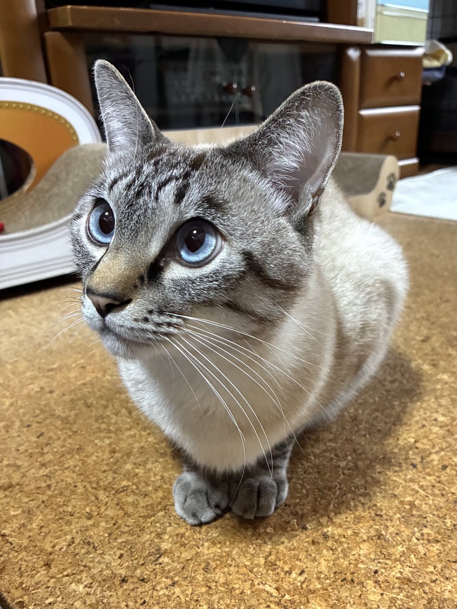 そらくん くまモンが笑顔でウインク。ソラシドエア、7月豪雨復興支援機「みんな