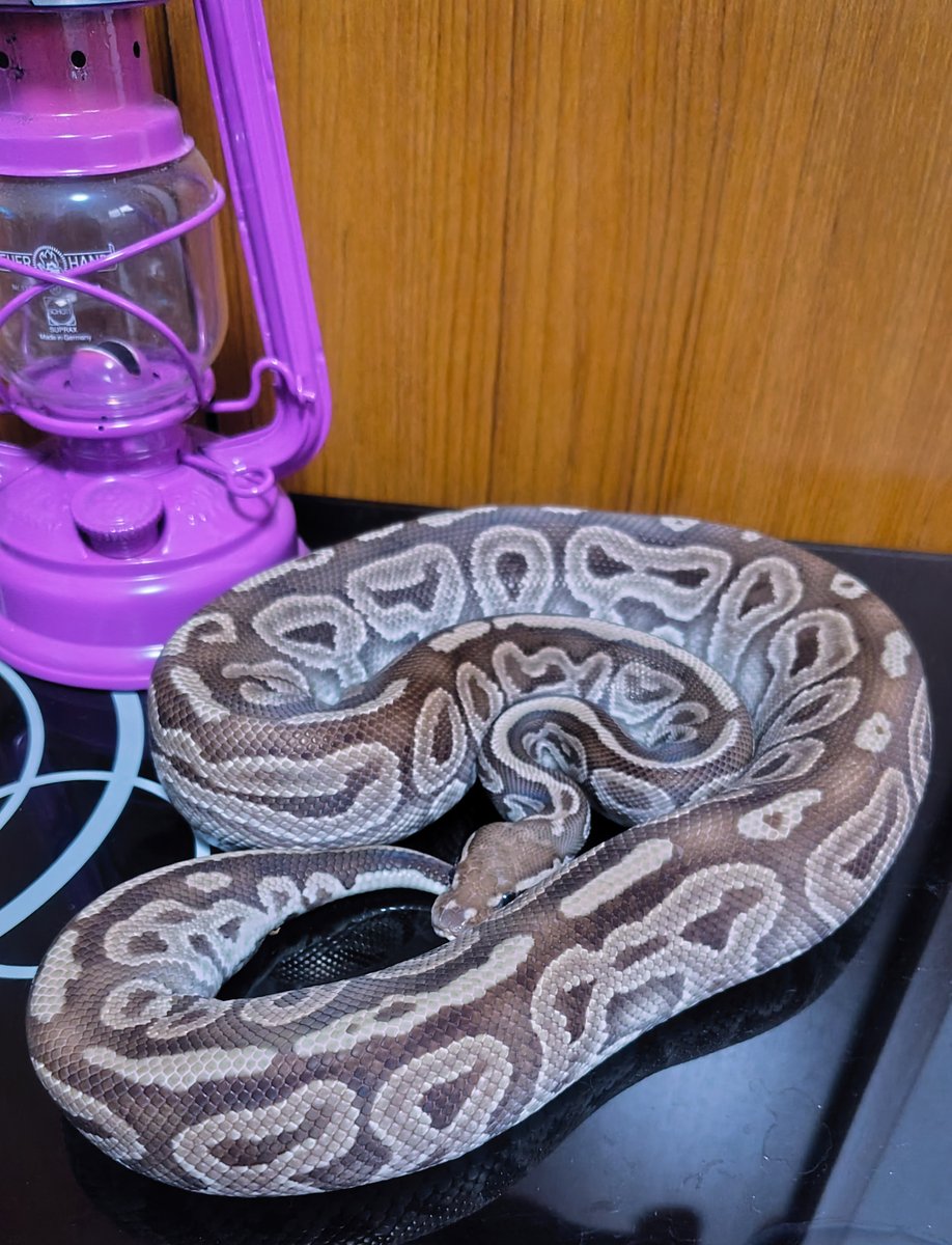 AAA_9625's tweet image. この前の脱皮の時に、だいぶブラウンアウトしてきたな〜って思ってたけど…
今朝見たらまだまだちゃんとレッドアザンしてた😆
でも写真だとイマイチ色味が伝わらない…😂
 #蛇 
 #爬虫類
 #Ballpython
 #Red_Axanthic
 #ボールパイソン