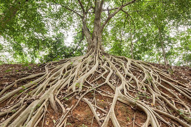 Curly client issue this week: ficus tree roots are invading lots, and it's a trip hazard, BUT the tree straddles the boundary between common property and an exclusive use area. How to remove the tree - and who pays?? #StrataSolve #Strata #BodyCorporate #OwnersCorporation