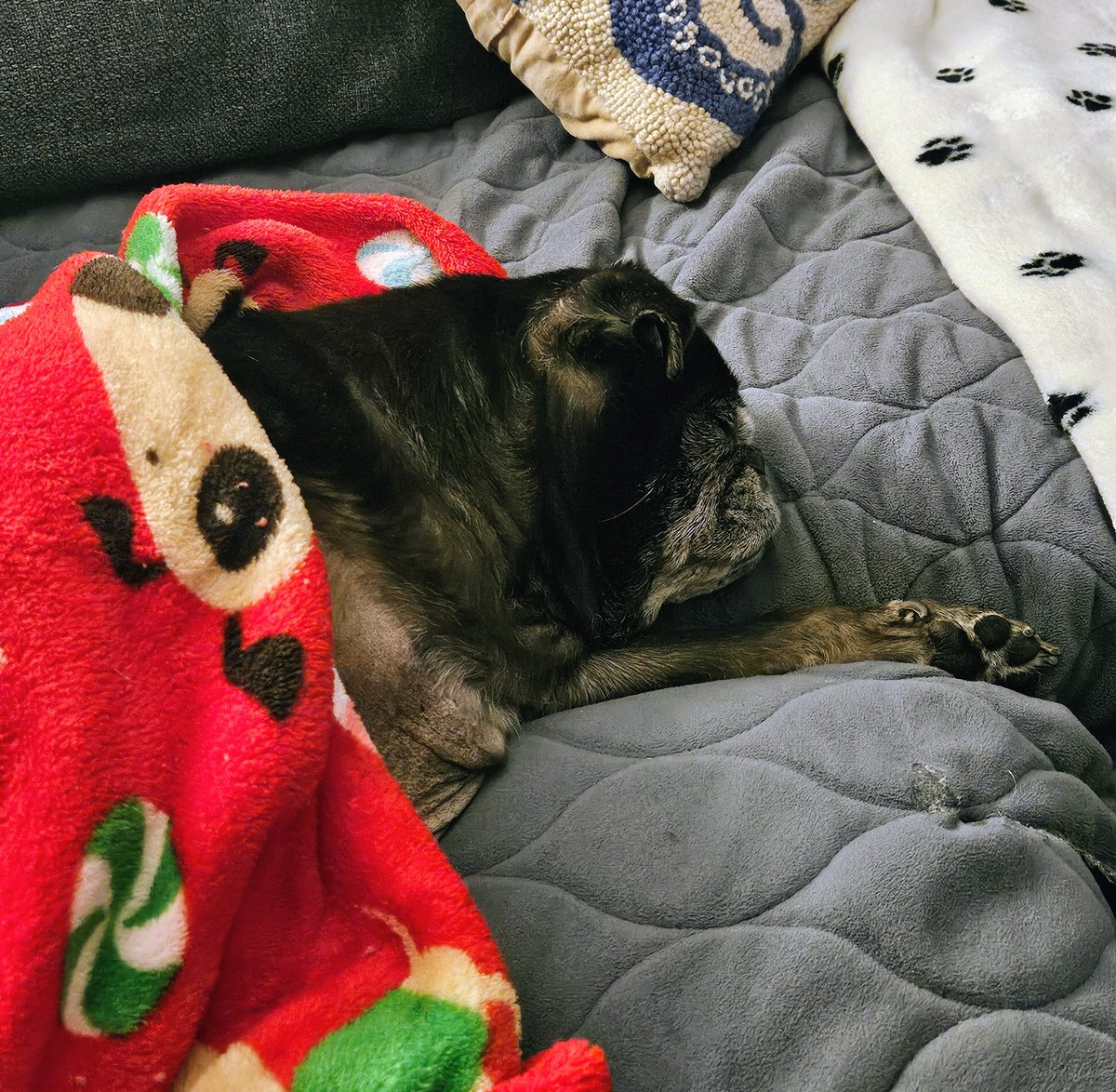 Mister Pemberton tweet media