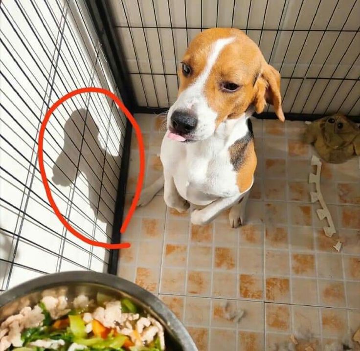 Snoopyloveronly's tweet image. 