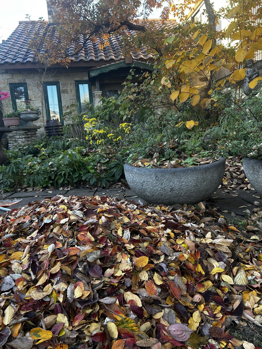 kuuwork's tweet image. 落ち葉が凄い