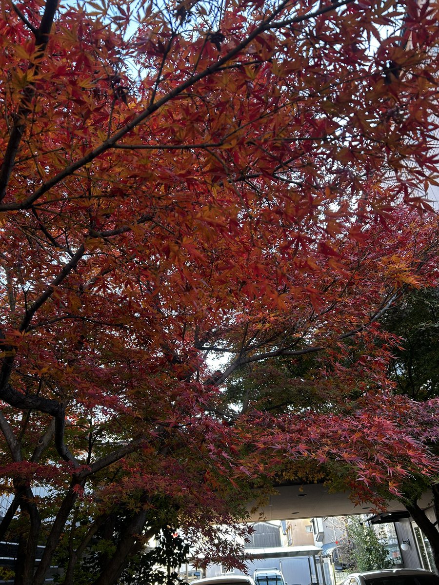 kuuwork's tweet image. 落ち葉が凄い