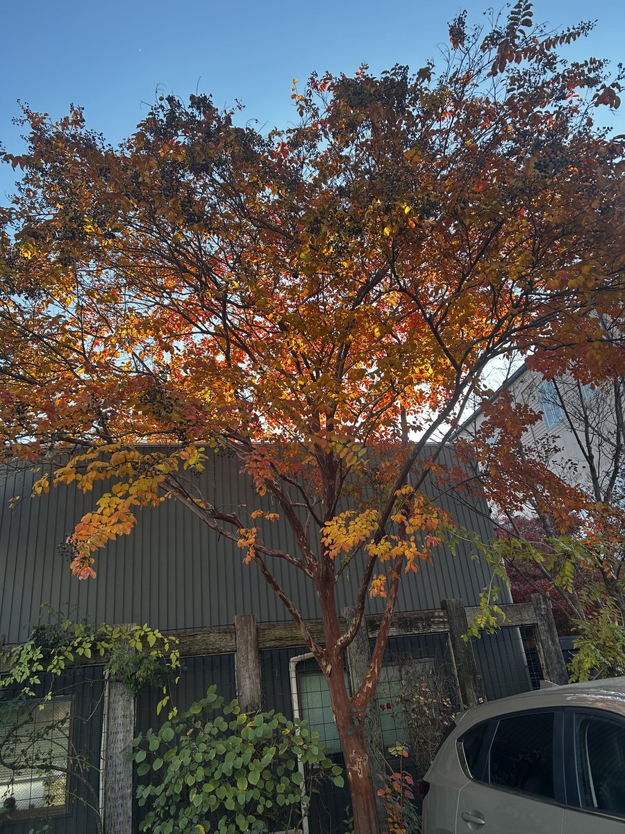 kuuwork's tweet image. 落ち葉が凄い