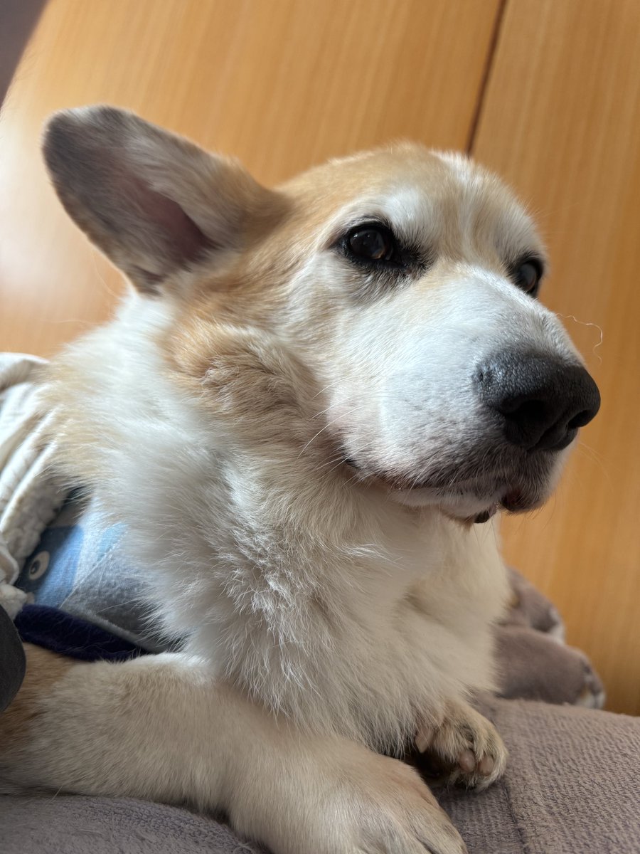 chobison's tweet image. 1ヶ月前、2匹でイタズラした時に仕事してた場所。
その子は悪くない。誰も悪くない。
でも辛い。毎月これがくるのか。
今日から寒波。
体調不良の子は脳神経が弱ってる。
保温、安静にとお達しが出ていたよ。
#コーギー #corgi