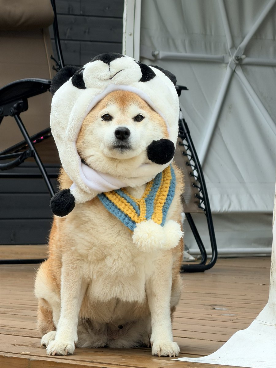 芝犬です。 柴犬ハナ (@87shiba87) / Posts / X