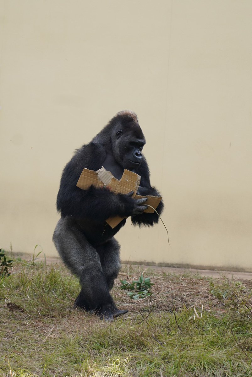 段ボールが気に入ったキヨくん

#東山動植物園
#ニシゴリラ