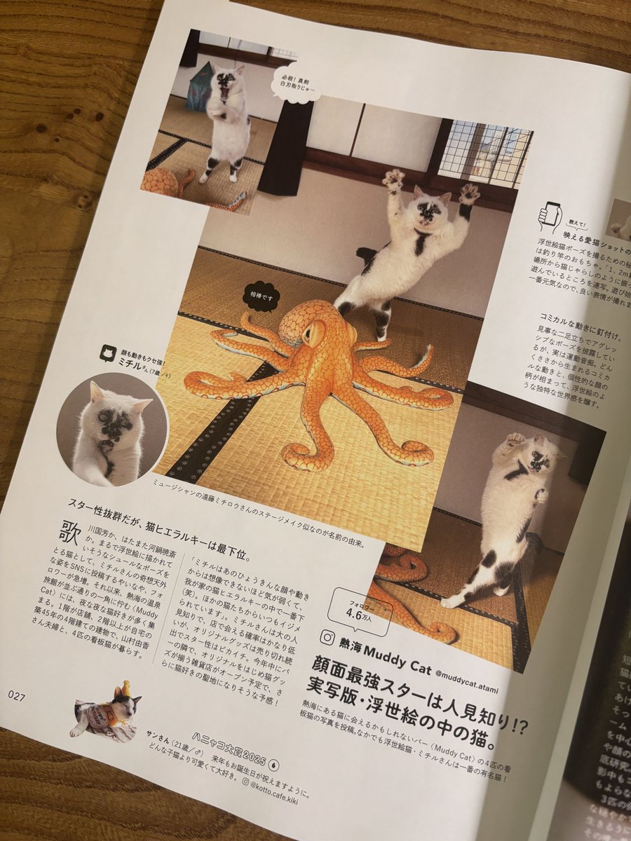 1月号のHanakoは猫特集❣️😸
73ページに拙著
「白猫、黒猫、しましま猫」の書評をいただいております✨
23ページには大好きな熱海のmuddycatさん　<a href="/muddycat_atami/">熱海 Muddy Cat</a> のミチルちゃんも載っていて、とっても楽しい一冊になっています☺️✨✨✨