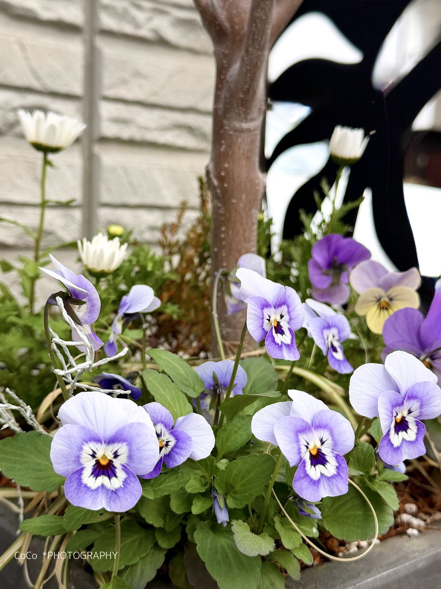 39coco39coco's tweet image. おはよう！！
冷たい空気の水曜

#ビオラ（#うみももか）
冬空の下でも、にっこり笑ってるみたい🤭
まるでジャムおじさんのような優しい顔

花言葉「誠実」「思いやり」
──やわらかな笑顔に心がほぐれる。
とんびのように油を取りすぎず健やかに🌿

今日も良い一日でありますように🌈
#ガーデニング