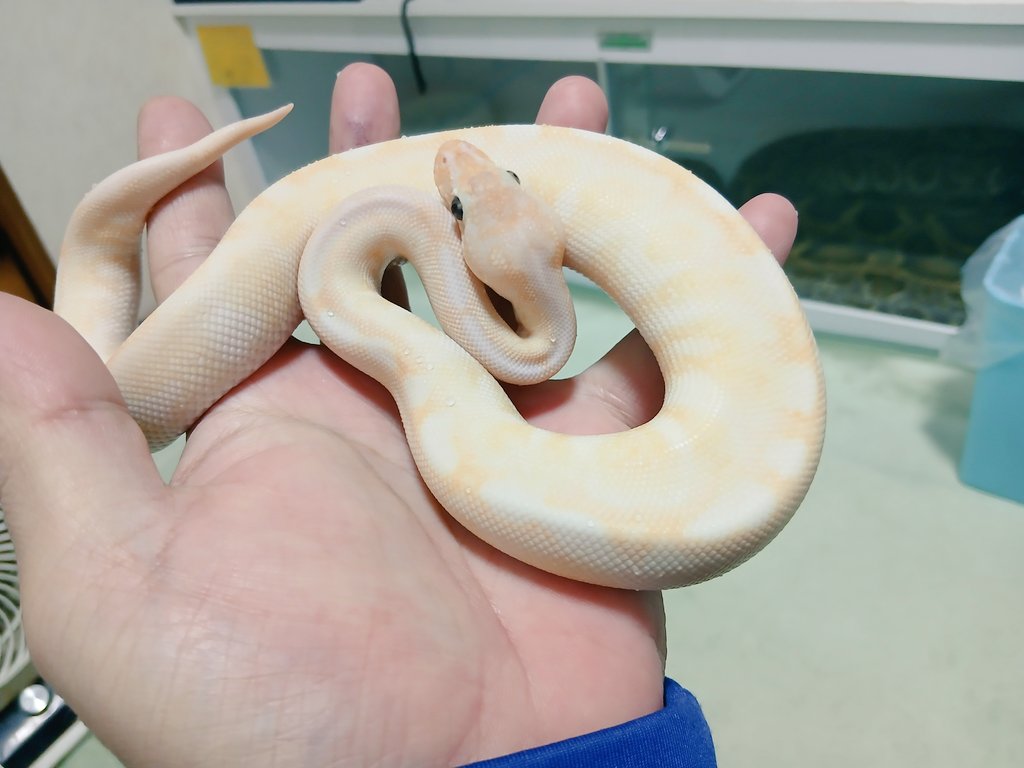 mata1177's tweet image. おはようございます＼(^^)／
スーパースペシャルスパイダー販売個体
#バナナの家
#ボールパイソン
#ballpython 
#爬虫類