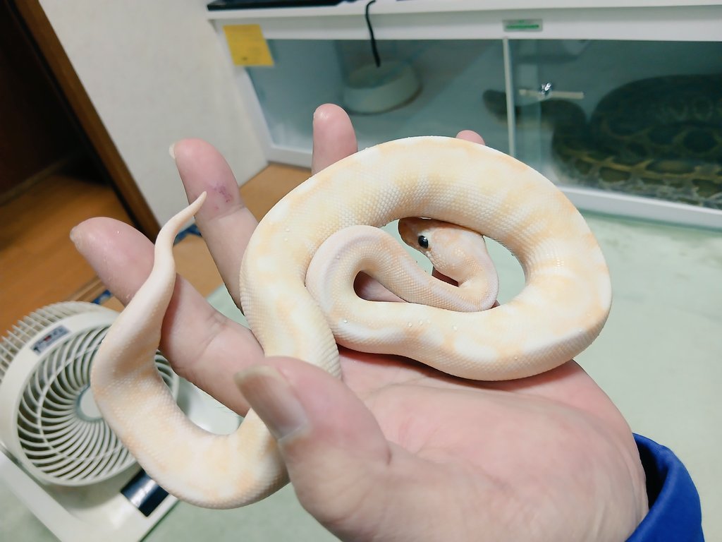 mata1177's tweet image. おはようございます＼(^^)／
スーパースペシャルスパイダー販売個体
#バナナの家
#ボールパイソン
#ballpython 
#爬虫類