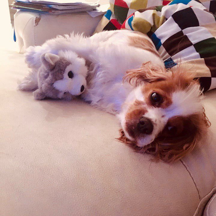 skzgreece_'s tweet photo. Happy Berry Day 🥹♥️🐶

#HappyBerryDay #BangChan https://t.co/TWFeFu76Mi