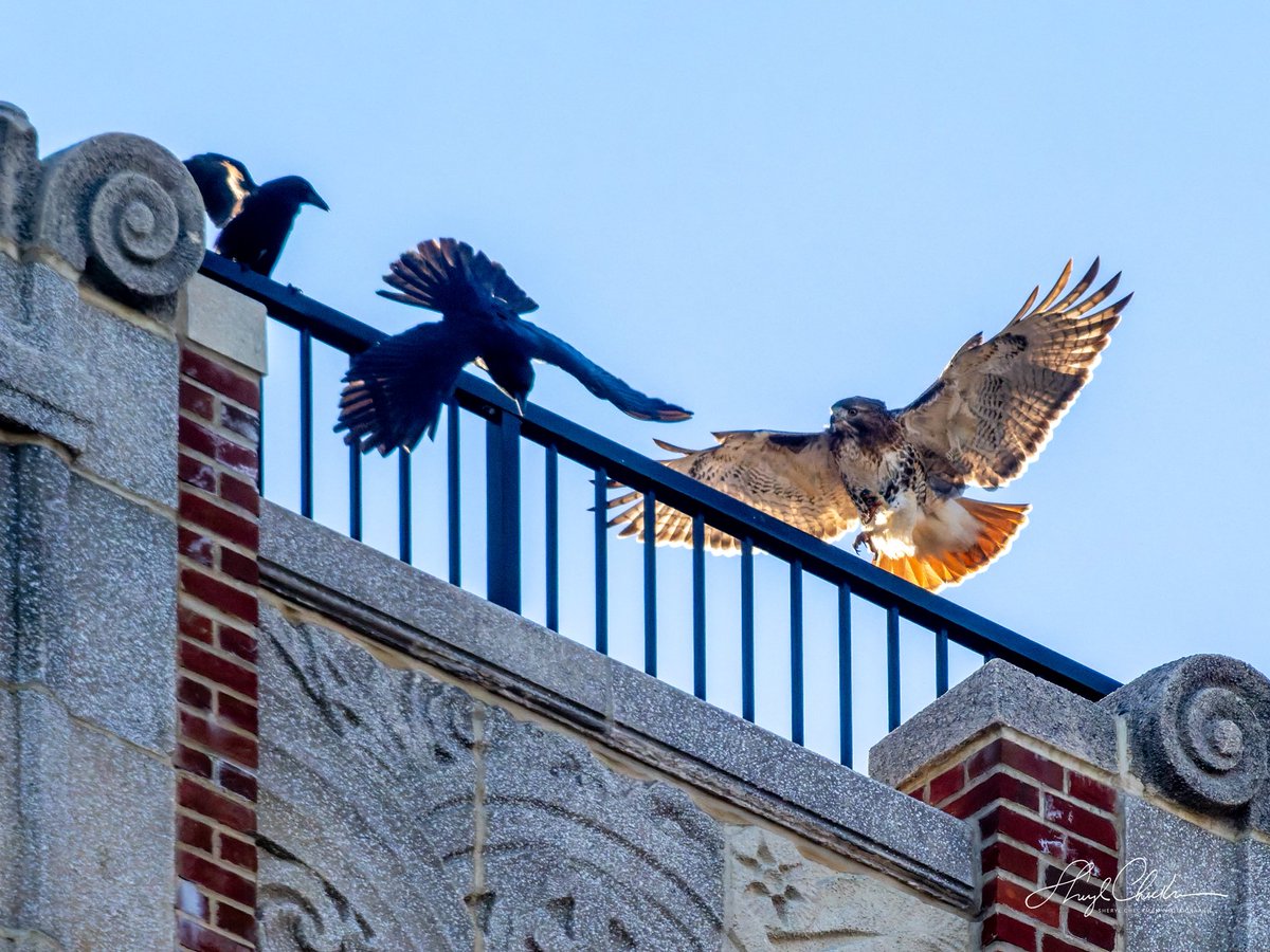 DiveArtist's tweet image. Staking out their territory on an East End Avenue rooftop was a Red-tailed Hawk and a bunch of Crows on Saturday afternoon. 
#redtailedhawk #americancrow #birdcpp