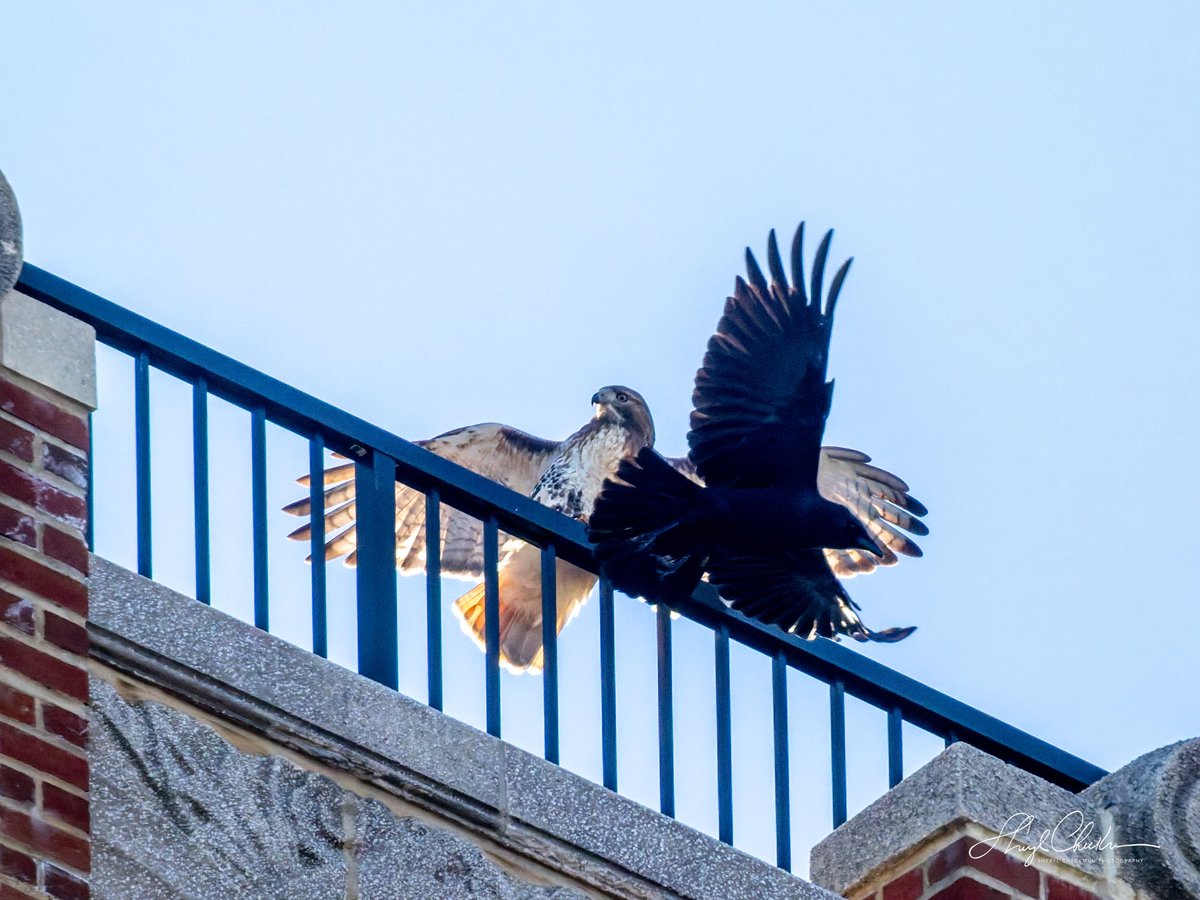 DiveArtist's tweet image. Staking out their territory on an East End Avenue rooftop was a Red-tailed Hawk and a bunch of Crows on Saturday afternoon. 
#redtailedhawk #americancrow #birdcpp
