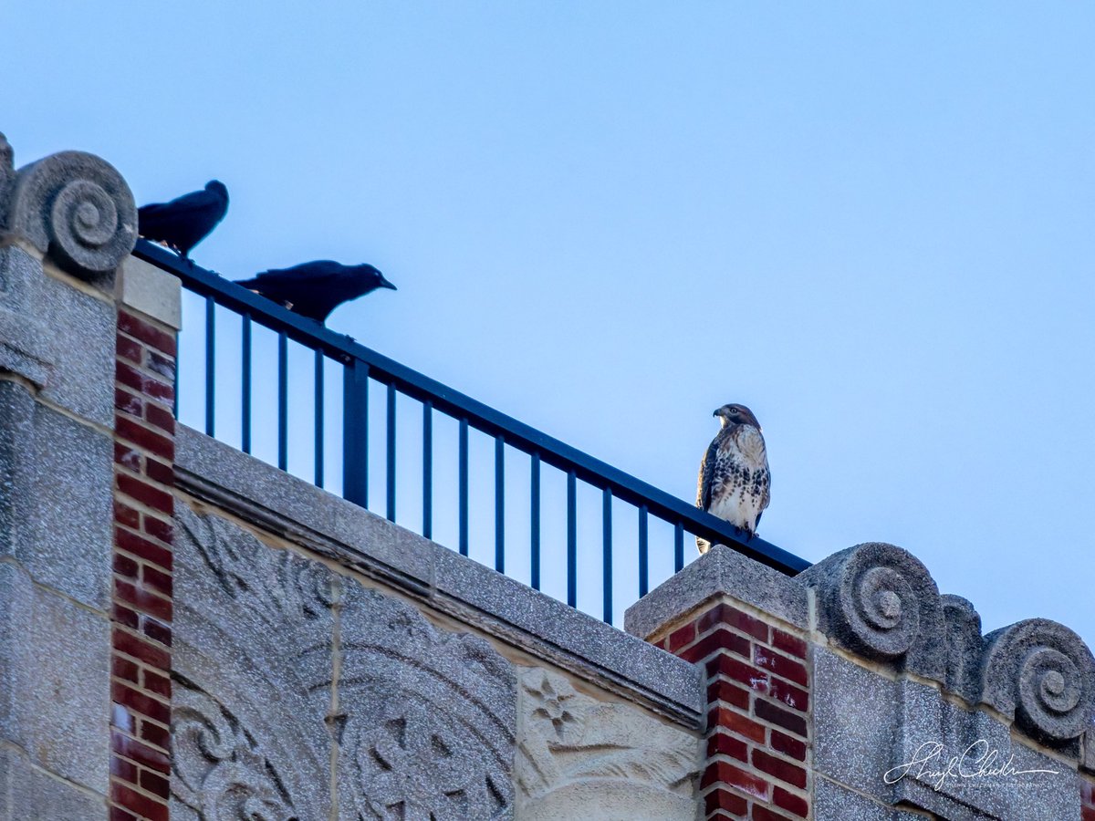 DiveArtist's tweet image. Staking out their territory on an East End Avenue rooftop was a Red-tailed Hawk and a bunch of Crows on Saturday afternoon. 
#redtailedhawk #americancrow #birdcpp