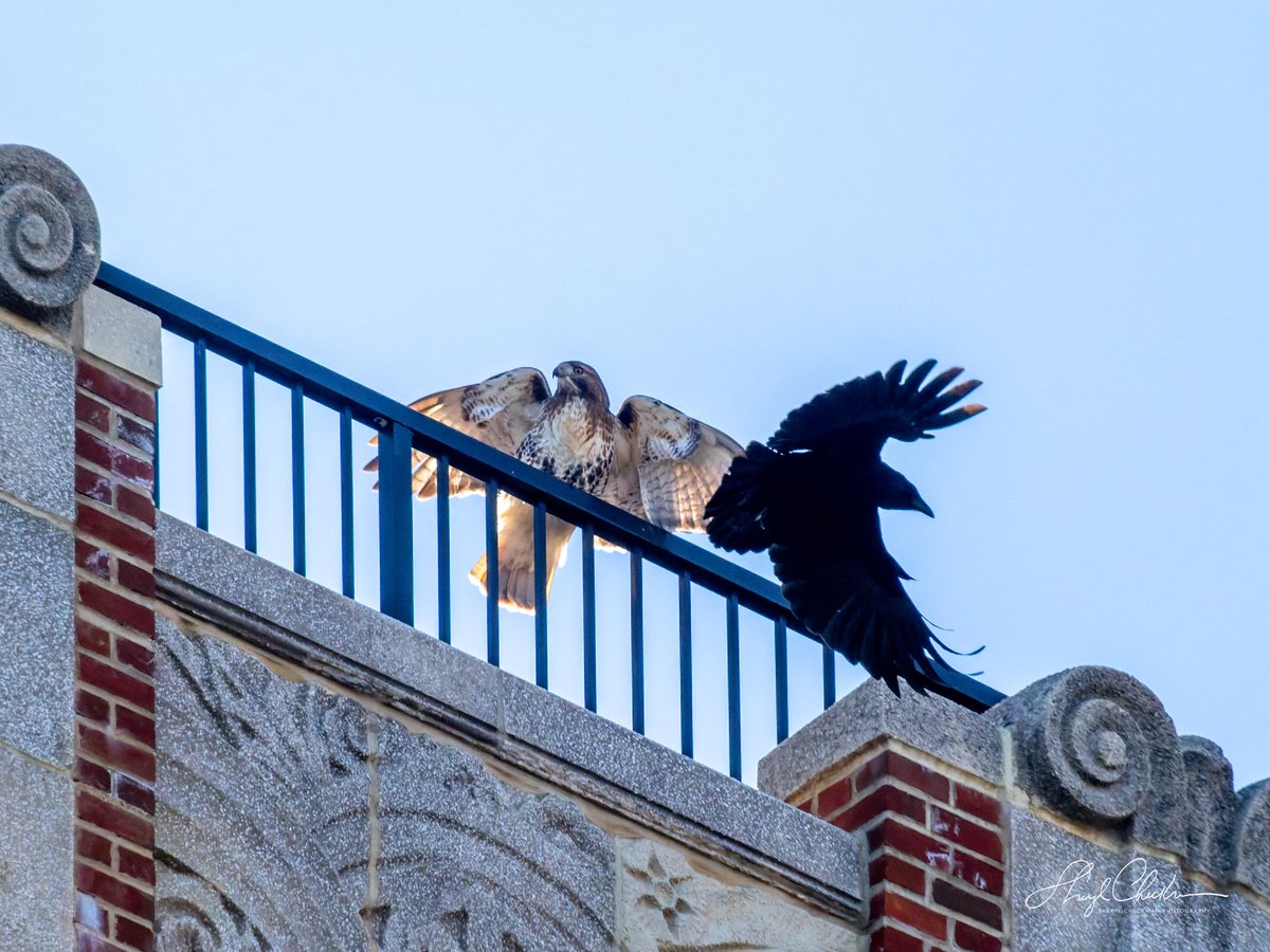 Staking out their territory on an East End Avenue rooftop was a Red-tailed Hawk and a bunch of Crows on Saturday afternoon. 
#redtailedhawk #americancrow #birdcpp