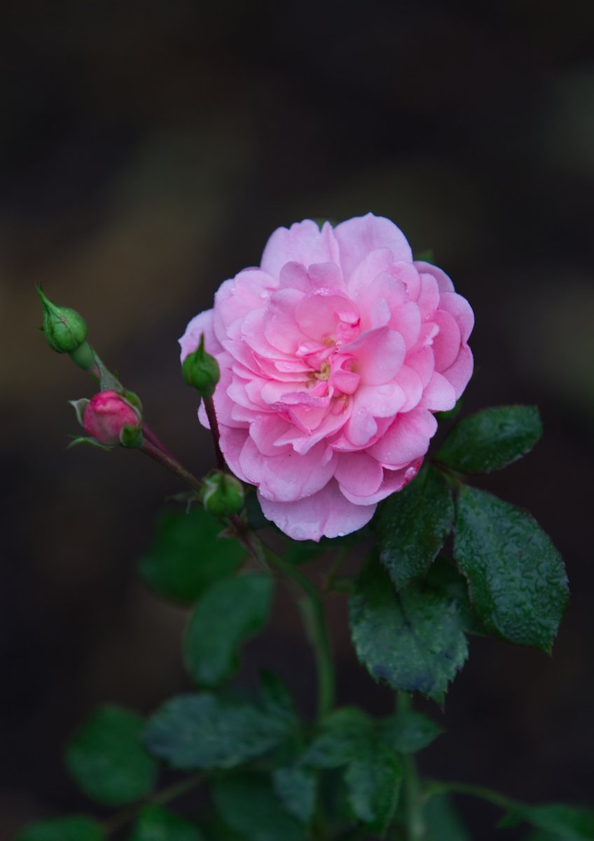 Run_fly_Smile's tweet photo. Every act of love brings happiness; there is no act of love which does not bring peace and blessedness as its reaction 😊
Swami Vivekananda
#Love #Happiness #Peace #Blessedness #Rose #Vivekananda https://t.co/oS9k38Aedc