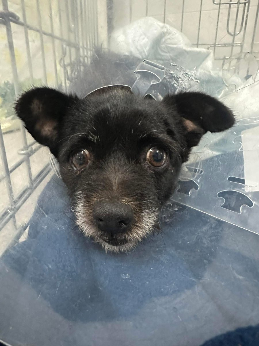 GalgosdelSol's tweet image. Update on Grumpy Granny. 
She needs an operation next week for the tumors and a huge bladder stone. 
For now she’s stable 🙏🏻
Her knee also needs an operation but not urgent. It seems she went right under the car, missed the wheels and was only left with a cut on her head. 
She…