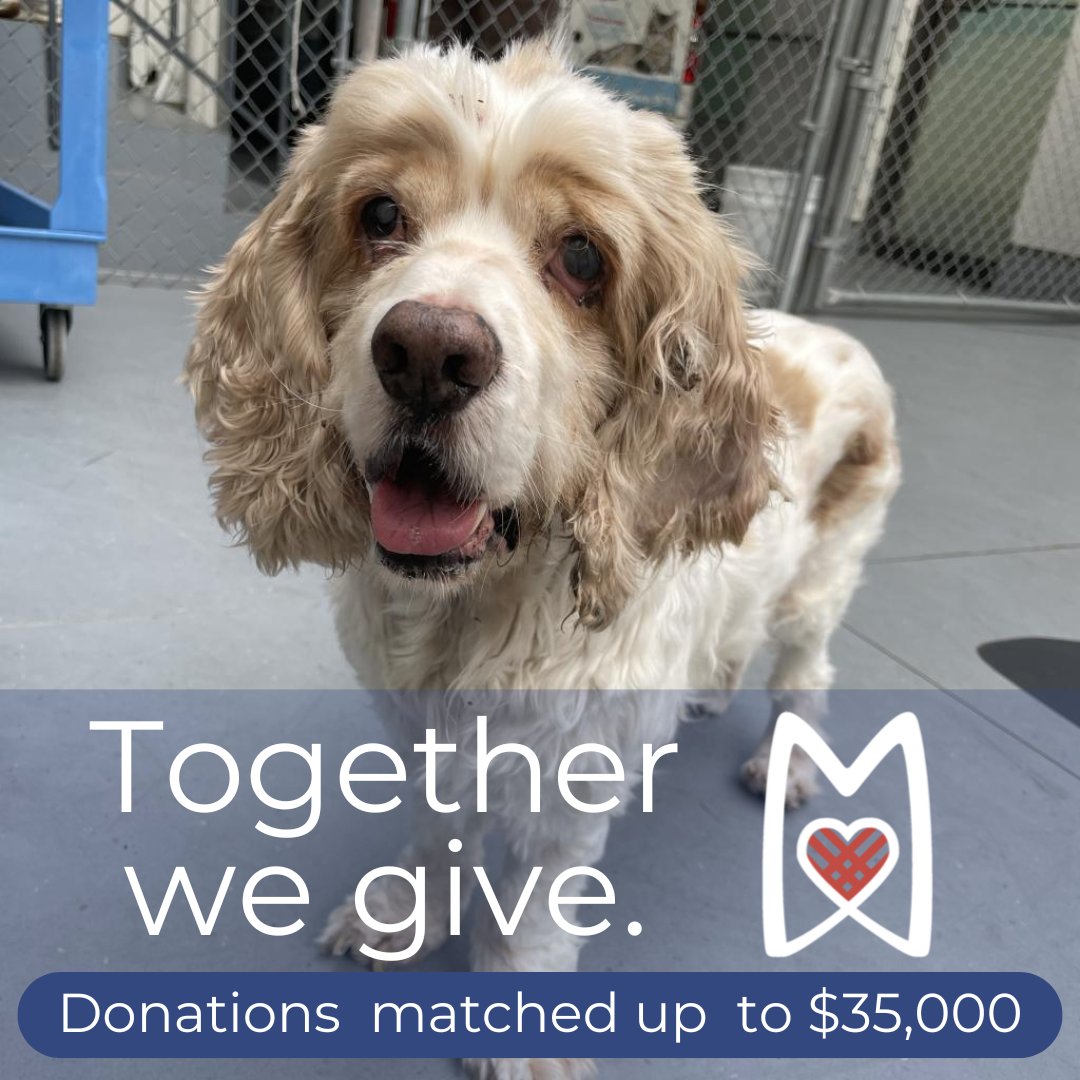 MorrisAnimal's tweet photo. 🐾 Billy came to Morris Animal Refuge blind, matted, and sick—but he found his forever home! 💛 This #GivingTuesday, help more animals get second chances. Every gift is doubled!

Donate: https://t.co/YwMQgqLECu or Venmo @morrisanimalrefuge

#AnimalRescue #SecondChances https://t.co/ZDJM7j3S3I