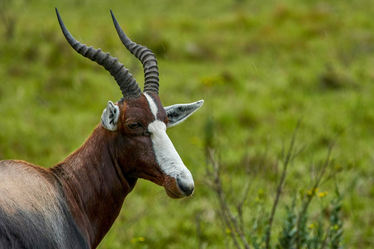 Earth Negotiations Bulletin tweet media