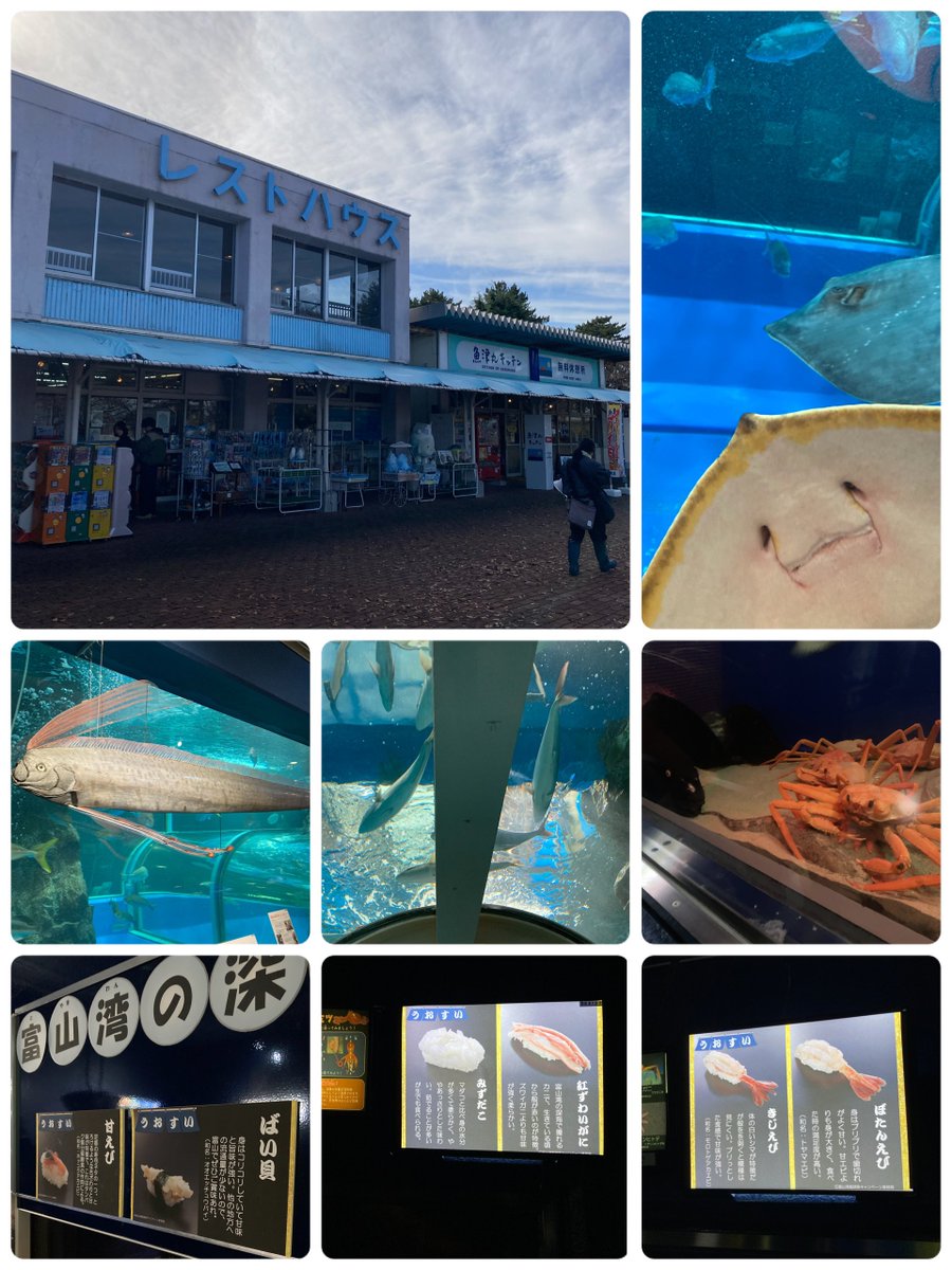 おはようございます
12月3日　水曜日　大安

先月行った富山県魚津市の水族館🐟
併設のレストハウスお土産屋さんが
なかなかいい感じの昭和感
イカ🦑のぬいぐるみ初めて見たw

リュウグウノツカイ（剥製）や深海魚
お寿司激推しの県らしく
魚は寿司ネタ扱いなとこが良かった🍣

#魚津 
#うおすい