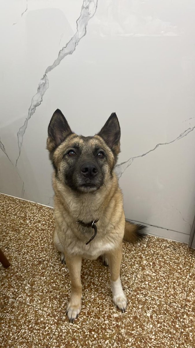 📢📢📢📢
For adoption
5 year old
Fully vaccinated
Potty trained
Preferably for a household with no little kids.
Please share
📢📢📢📢