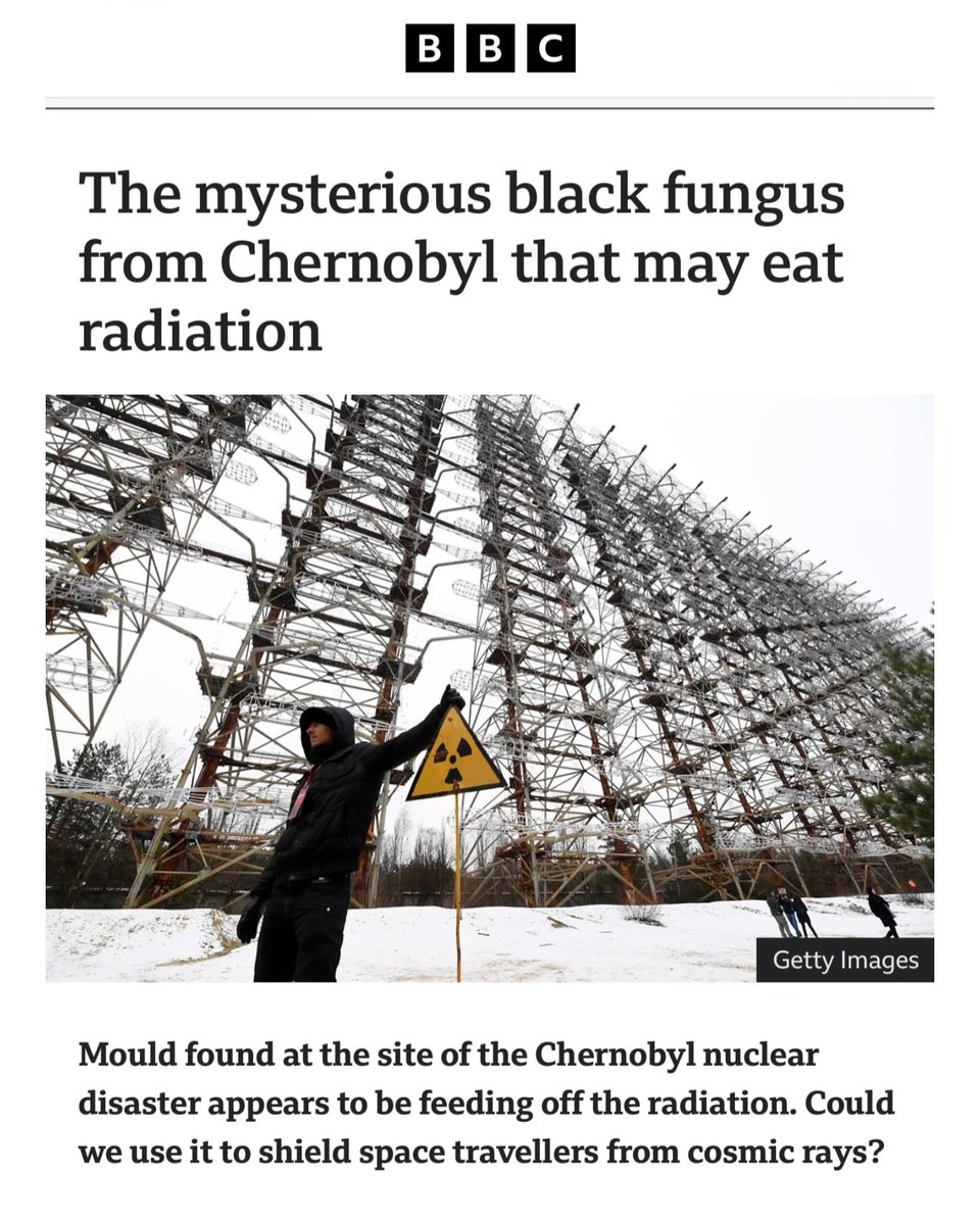 PaulStamets's tweet image. Scientists studying the Chernobyl exclusion zone have identified a melanized fungus that not only survives intense radiation, but may actually metabolize it. A process researchers are calling “radiosynthesis.” 

Findings like this continue to reveal how extraordinary and adaptive…