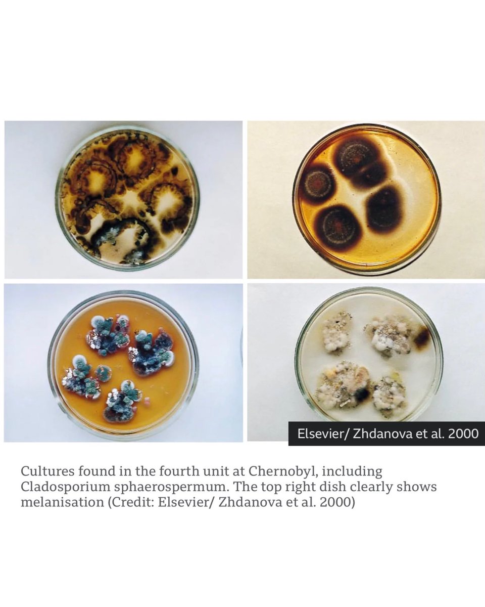 PaulStamets's tweet image. Scientists studying the Chernobyl exclusion zone have identified a melanized fungus that not only survives intense radiation, but may actually metabolize it. A process researchers are calling “radiosynthesis.” 

Findings like this continue to reveal how extraordinary and adaptive…