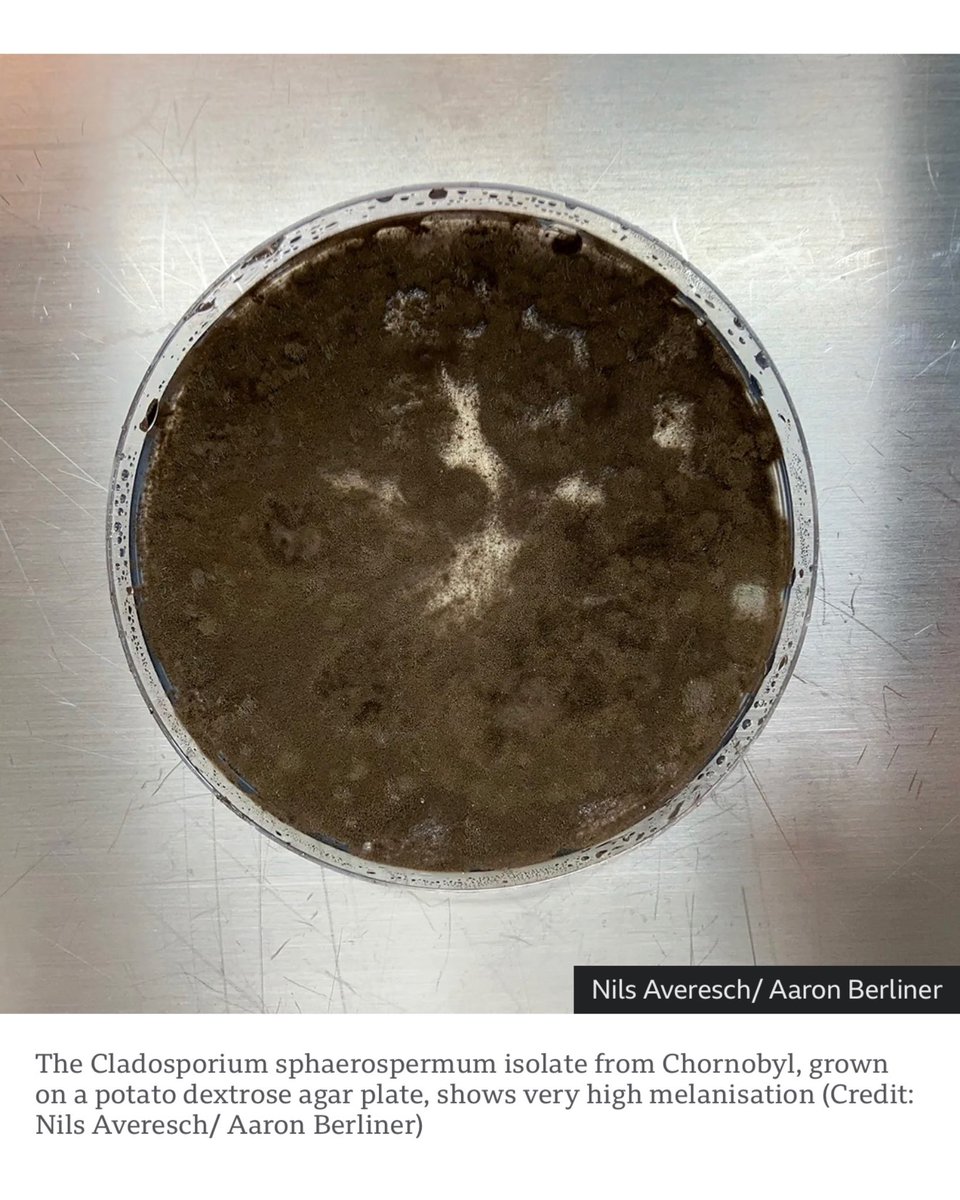 PaulStamets's tweet image. Scientists studying the Chernobyl exclusion zone have identified a melanized fungus that not only survives intense radiation, but may actually metabolize it. A process researchers are calling “radiosynthesis.” 

Findings like this continue to reveal how extraordinary and adaptive…
