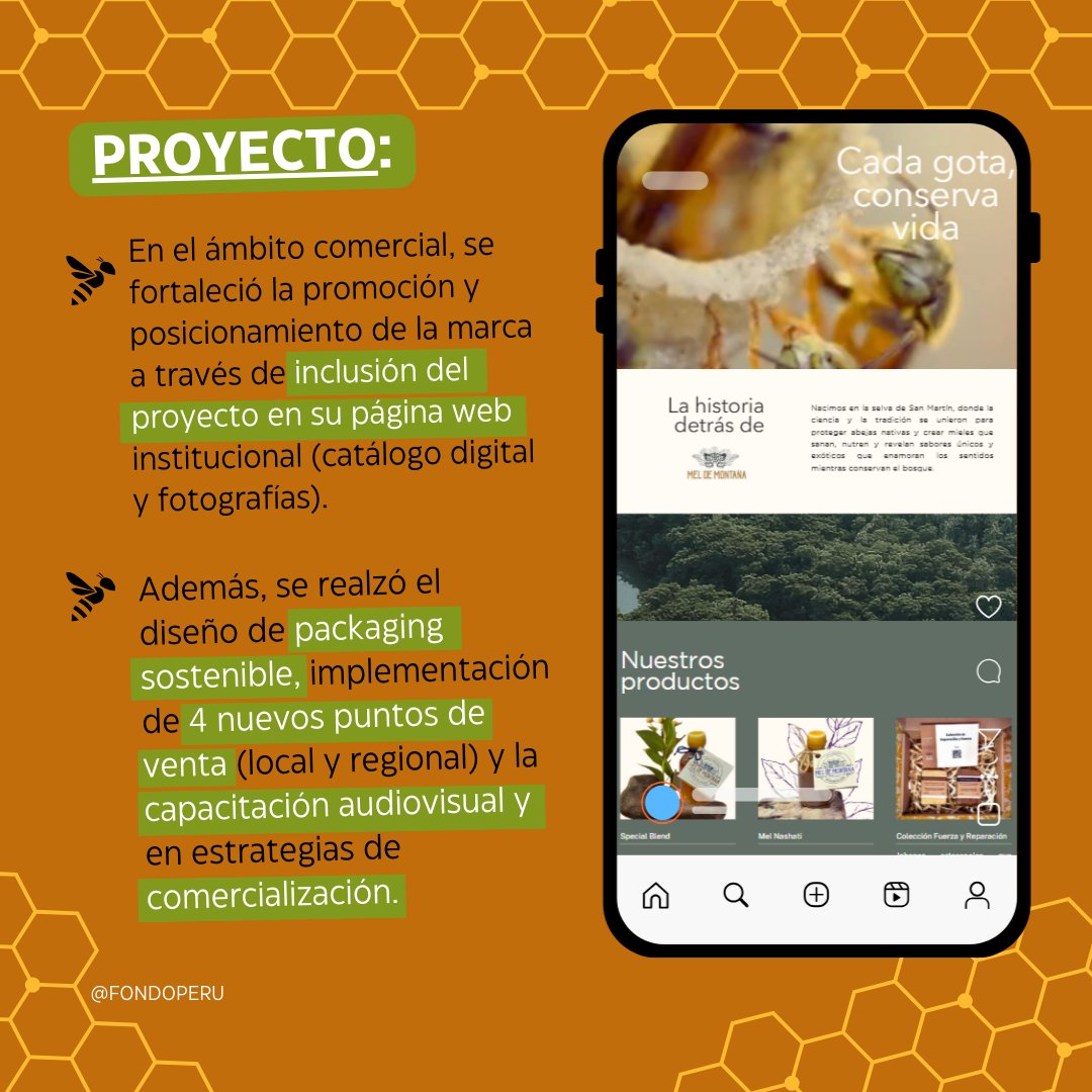 #ProyectosQueHacenHistoria 🌄
En el Alto Mayo, la meliponicultura de #MieldeMontaña ofrece una alternativa sostenible frente a la deforestación: protege la biodiversidad, fortalece la polinización y genera ingresos para las familias productoras.
🐝🌳 Conoce más aquí.

#FSP