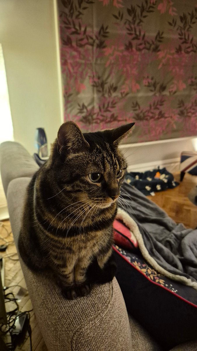 Dolly sends her love..
#HedgewatchforRomeo