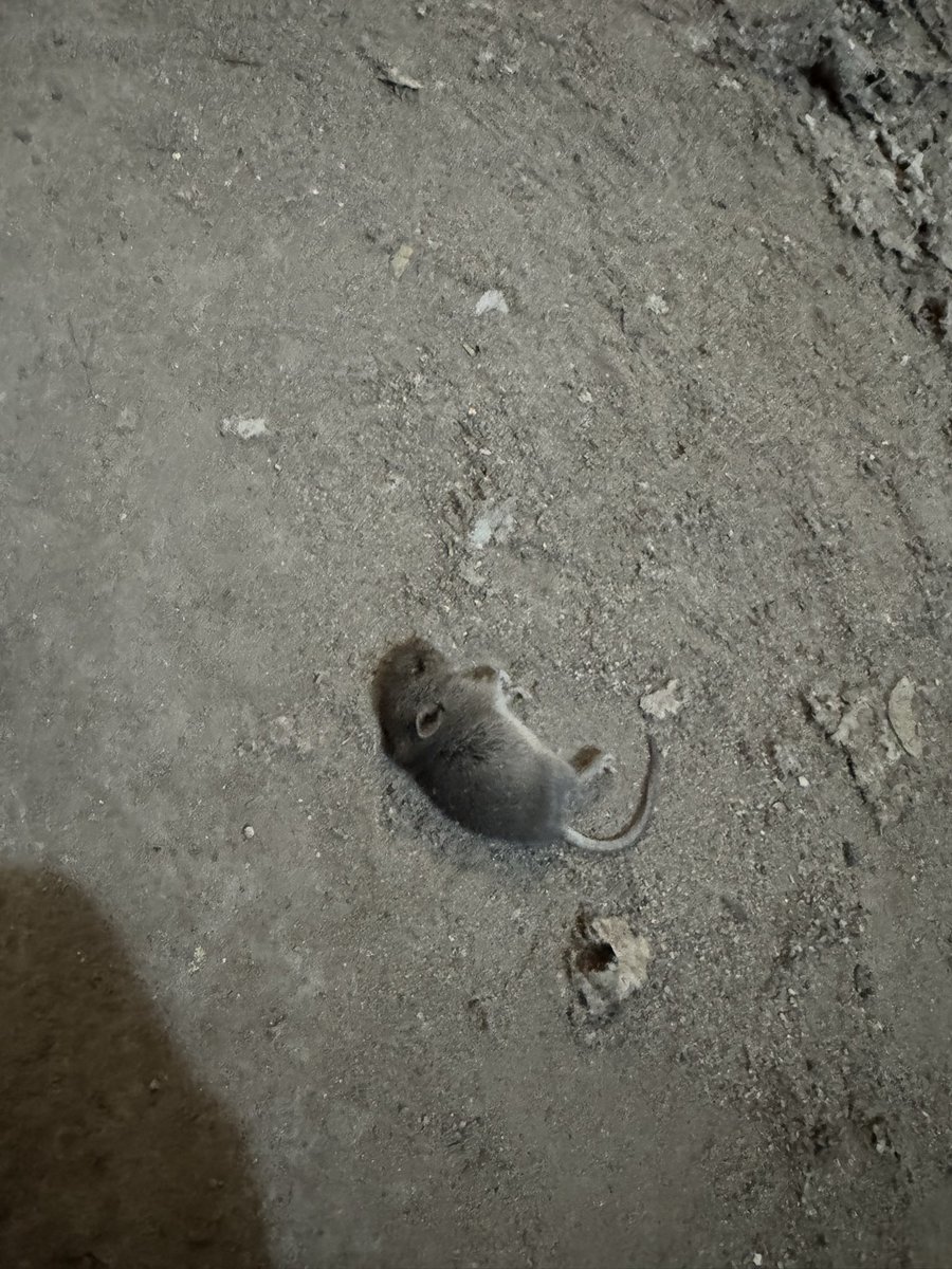 A$AP NI🅱️🅱️OR tweet media