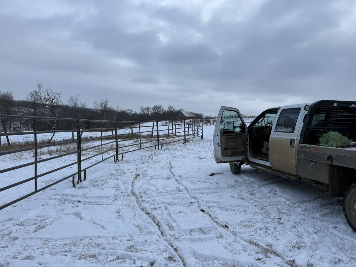 grassncows's tweet image. Thanks to a local oil company for letting us borrow some panels off an abandoned well. Chapter 7 or 8 of this cow adventure is underway with a bigger/better trap. It is a multi-day, multi point plan. #notmycows #timewaster #hobbies #cowtrapping #sinceOctober