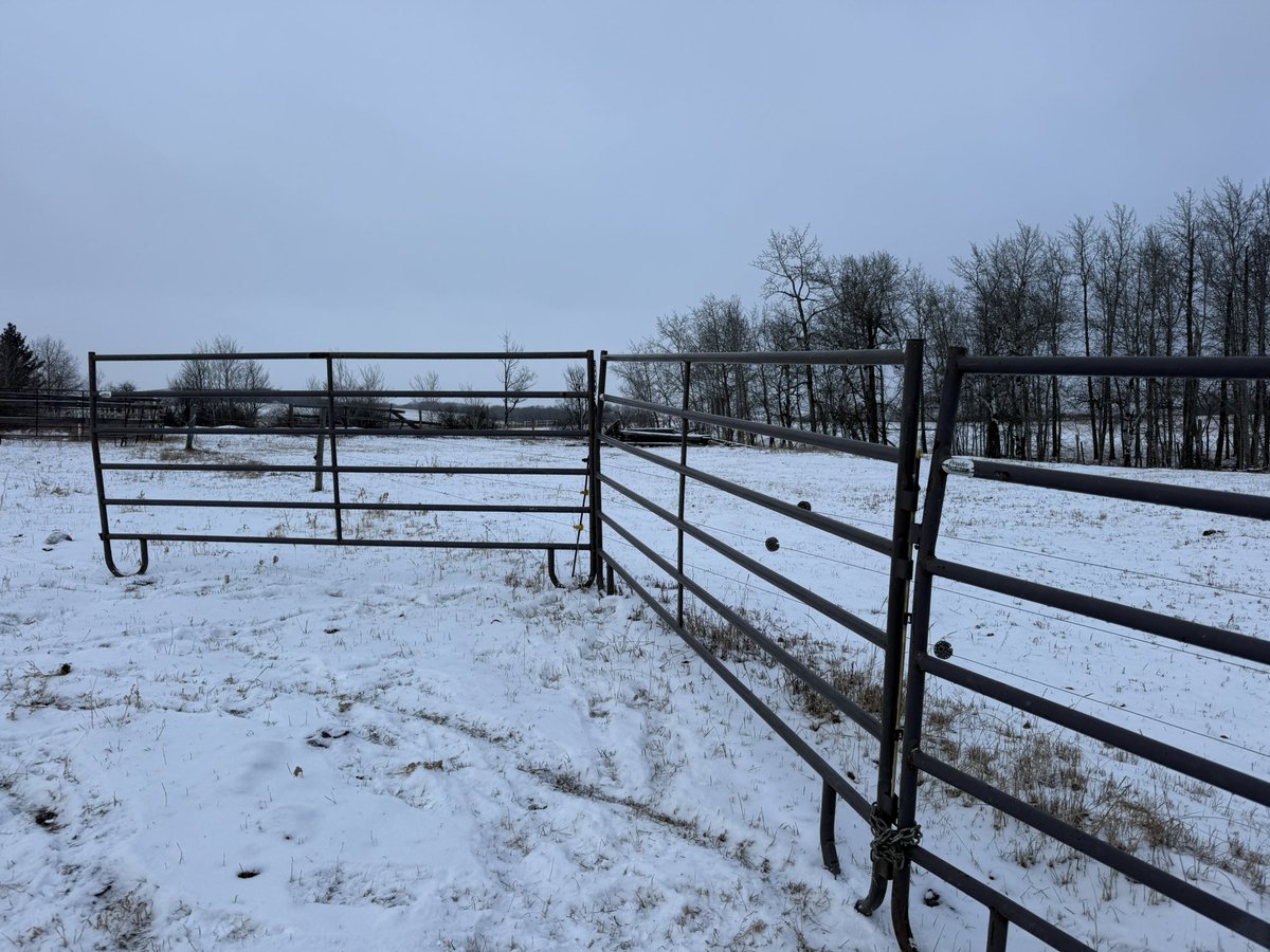 grassncows's tweet image. Thanks to a local oil company for letting us borrow some panels off an abandoned well. Chapter 7 or 8 of this cow adventure is underway with a bigger/better trap. It is a multi-day, multi point plan. #notmycows #timewaster #hobbies #cowtrapping #sinceOctober