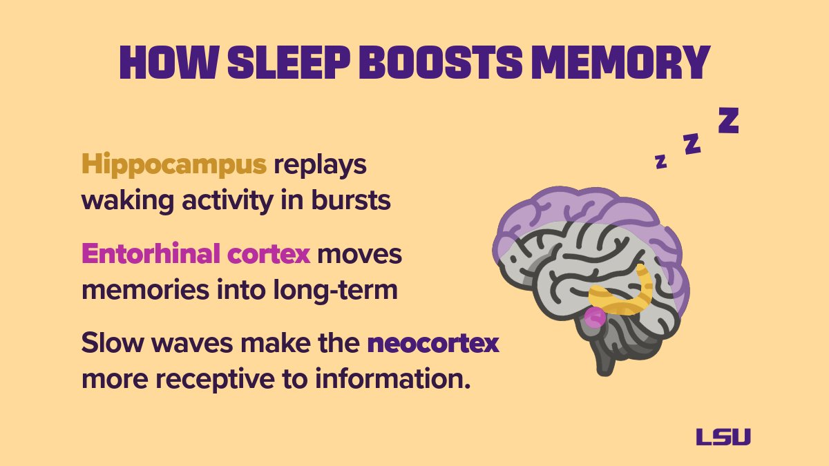 LSUResearch's tweet image. Why is #sleep so important to #memory consolidation? What impact does sleep loss have on your brain and your memories? Dr. Juhee Haam in the @LSU College of Science answers these questions and more in our latest Research Insight!

Read: lsu.edu/blog/2025/11/r…