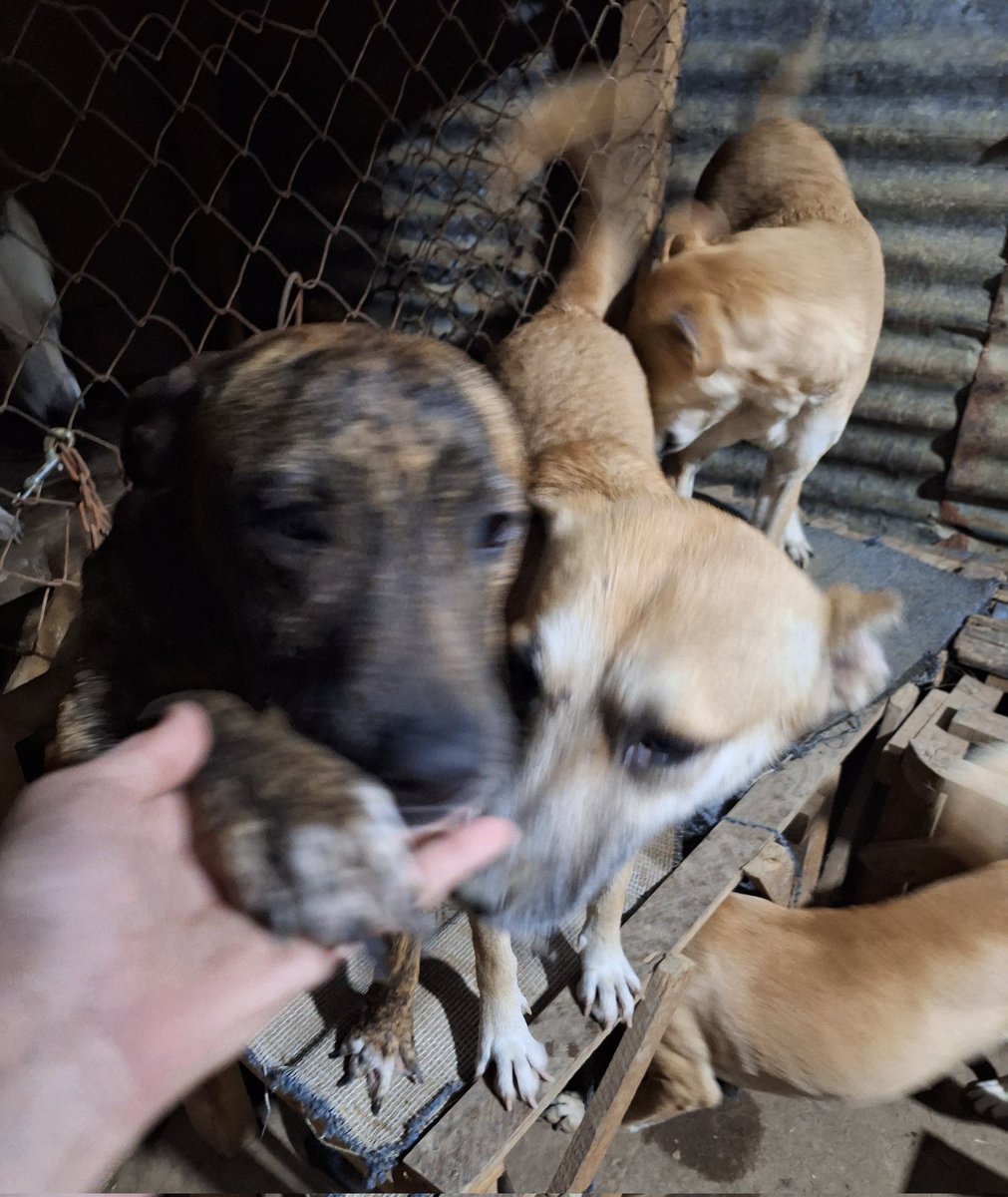 Necesitamos alimento porfavor los peludos están bastante inquietos ya que la comida que nos donaron ya se nos terminó.
Agrícola 
3420611656

A nombre de Michelle Yescas