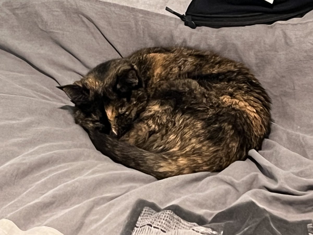 Lachouine37's tweet image. 10 années de ronronnements intensifs, de joie et bonheur partagés jusqu’à cette annonce le 13-09 … Ce putain de sida du chat 😞 J ai dû prendre la dure décision aujourd’hui 💔💔💔💔💔💔 #paradisdeschats #inconsolable