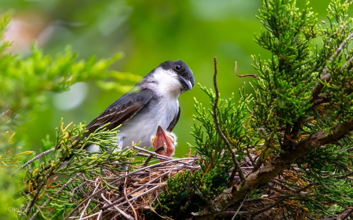 NJAudubon's tweet photo. Giving Tuesday is soaring!

This is a great time to help us protect habitat and wildlife in New Jersey and with a 2X match your support will go twice as far.

Double your conservation impact at https://t.co/mBugj6pqC2

Photo: Eastern kingbird with chick

#GivingTuesday https://t.co/zP4uxNUPD5
