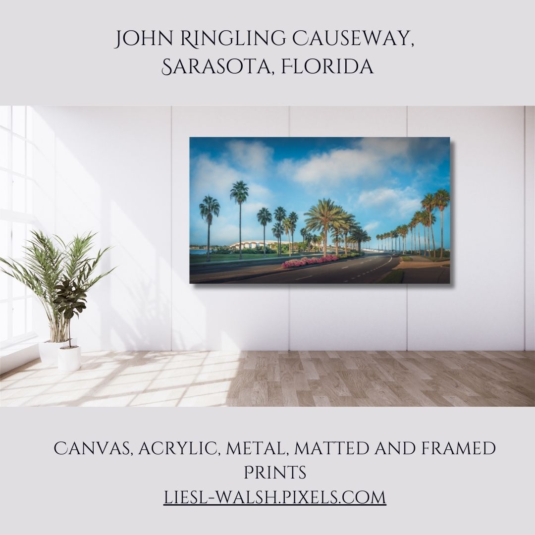 LieslWalsh's tweet photo. New Release! Love the pattern of all the #palmtrees at the #ringlingbridge in #sarasotaflorida on a #sunnyday in #summer!
Prints are 25% OFF TODAY! Ends Midnight Tues Dec 2:
https://t.co/7qiGC0XU4N
#srq #sarasotafl #birdkeyflorida #officedecor https://t.co/3jjrh2alXR