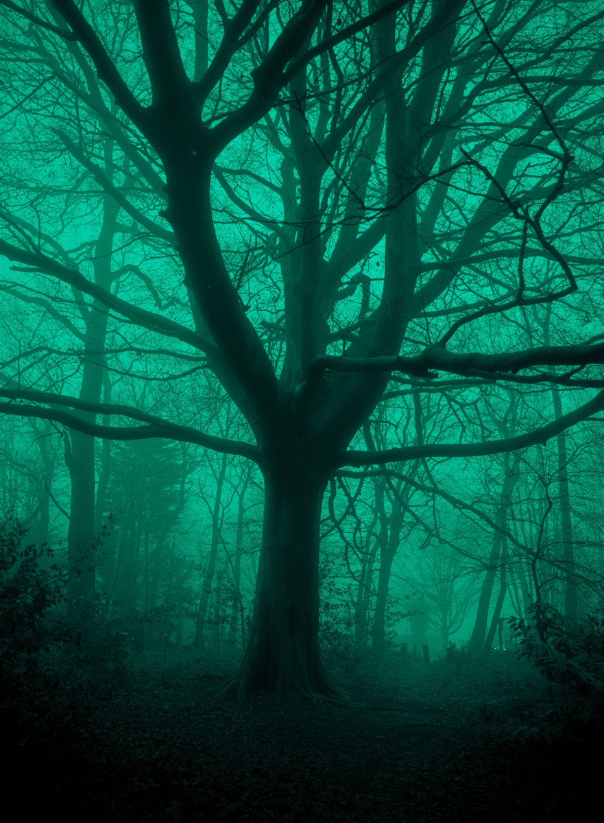 zosphotos's tweet image. Haunting greens