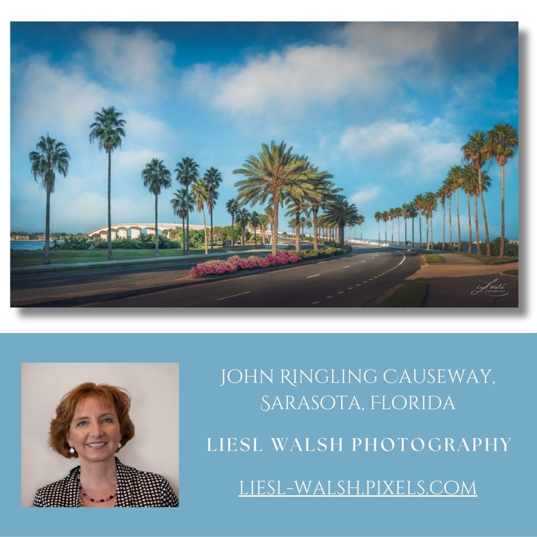 LieslWalsh's tweet photo. New Release! #tropical view of #palmtrees in #sarasotaflorida on a #sunnyday!
Prints are 25% OFF today! Ends Tuesday Dec 2 midnight!
https://t.co/7qiGC0XU4N
#ringlingbridge #srq #sarasotafl #metalprints #floridawallart #johnringlingcauseway https://t.co/aWCnzX1D1s
