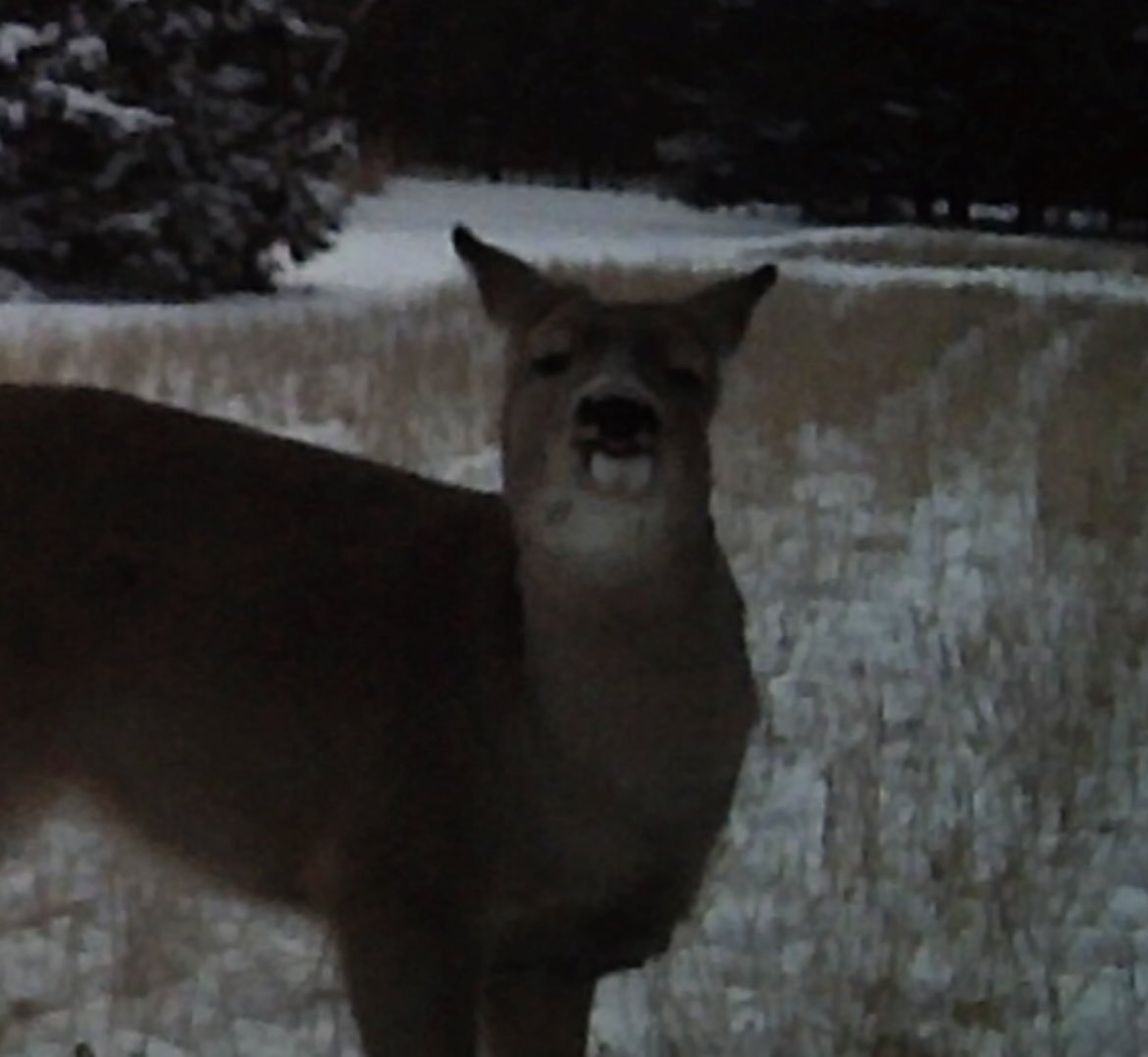 thinking about this pic of this goofy looking doe mid chew from a few nights ago why is she staring into my soul