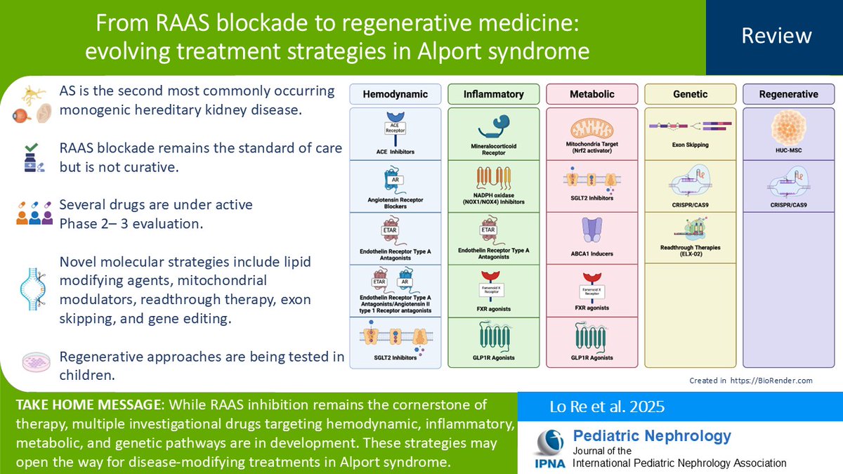Ped_Neph's tweet image. Alport syndrome (AS) is a hereditary glomerulopathy caused by mutations in the COL4A3, COL4A4, or COL4A5 genes, leading to kidney decline. Read this Review of AS classification &amp;amp; treatment - standard interventions &amp;amp; experimental therapies. #OpenAccess 
link.springer.com/article/10.100…