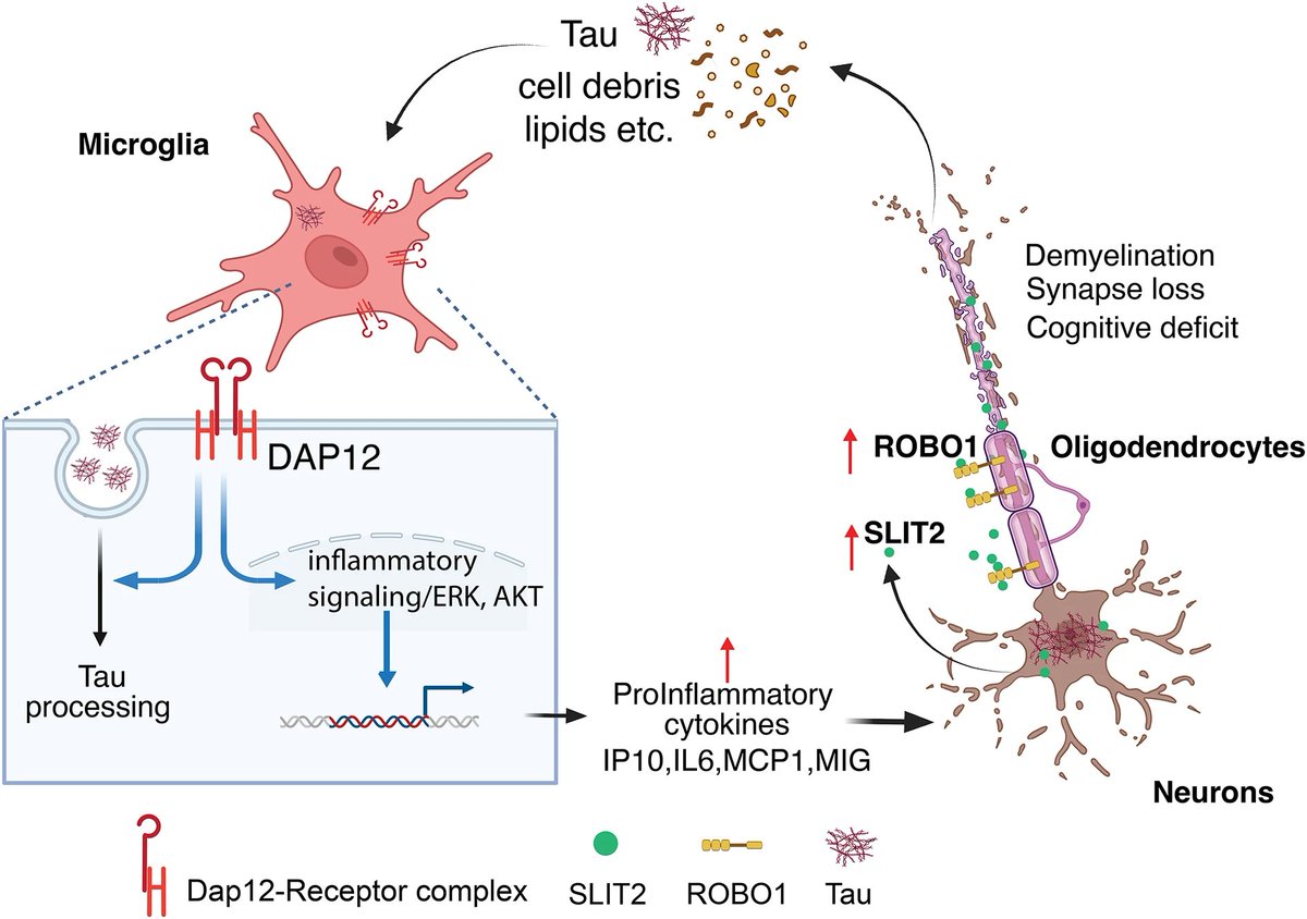 Molecular Neurodegeneration tweet media