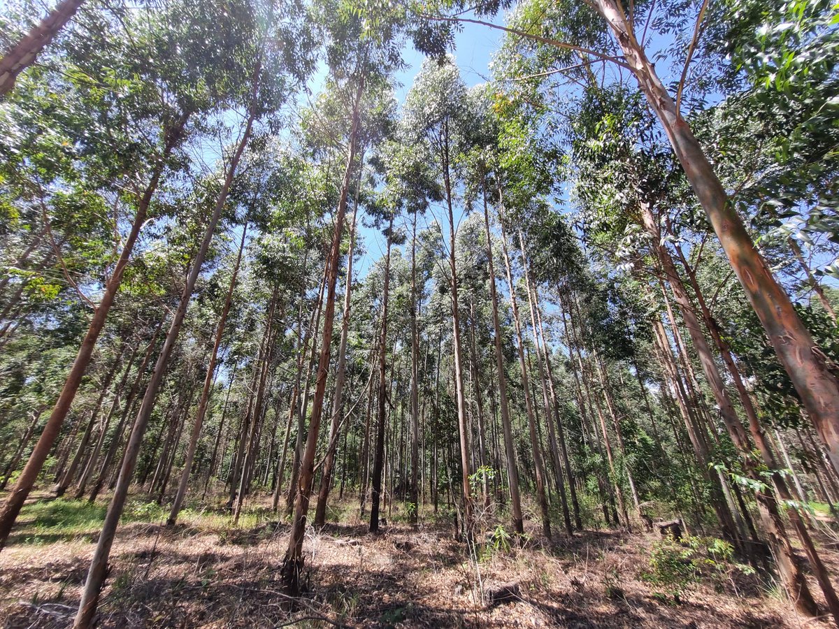 karina Escola tweet media