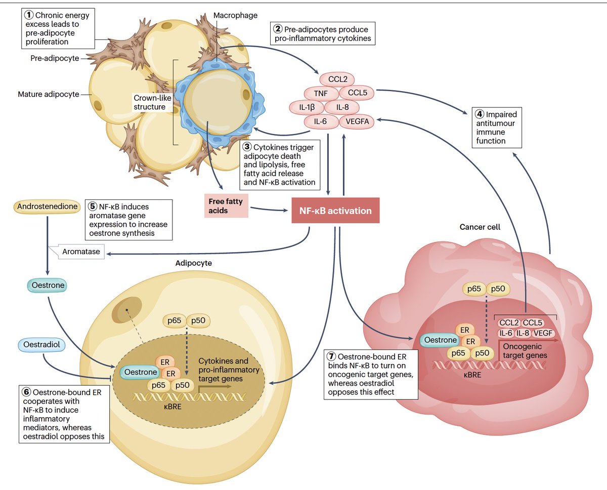 EricTopol's tweet image. A new paper today encapsulates the role of estrone, and increased estrogen levels in obesity, as a major driver of post-menopausal breast cancer risk and mortality nature.com/articles/s4157…