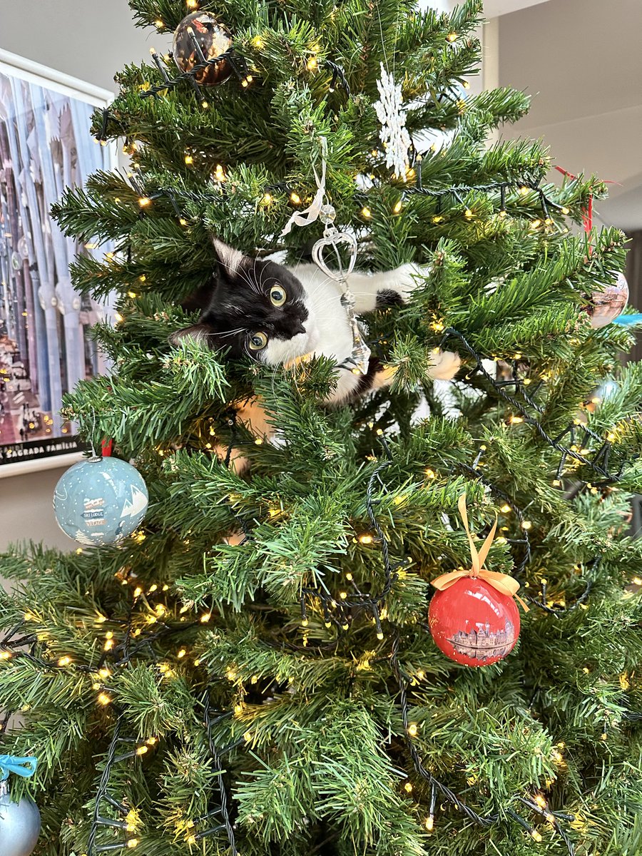 Woooooooooo!

The most wonderful time of the year 😸🎄

#christmas #cat #catsofx #pablo