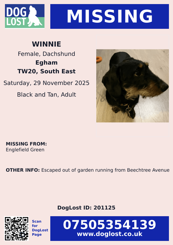 millypod1's tweet photo. 🆘29 NOV 2025 #Lost Winnie #ScanMe
Dachshund Female
Beechtree Avenue #EnglefieldGreen #Egham #Surrey #TW20 Escaped out of garden.
https://t.co/YNi3ev9Q8f https://t.co/oGArs8UgoP