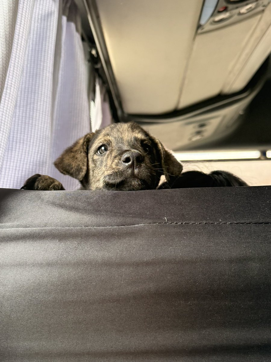 ayeciza's tweet photo. Estaba viajando tranquila en el micro a Purmamarca y de repente se asoma este sabandija,  casi me desmayo porfa auxilio https://t.co/tB1On3PzcL
